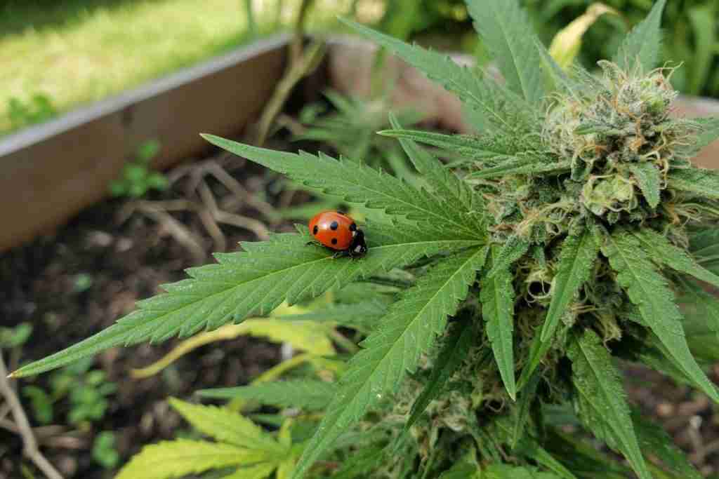 Ladybug on a cannabis fan leaf in a backyard bed