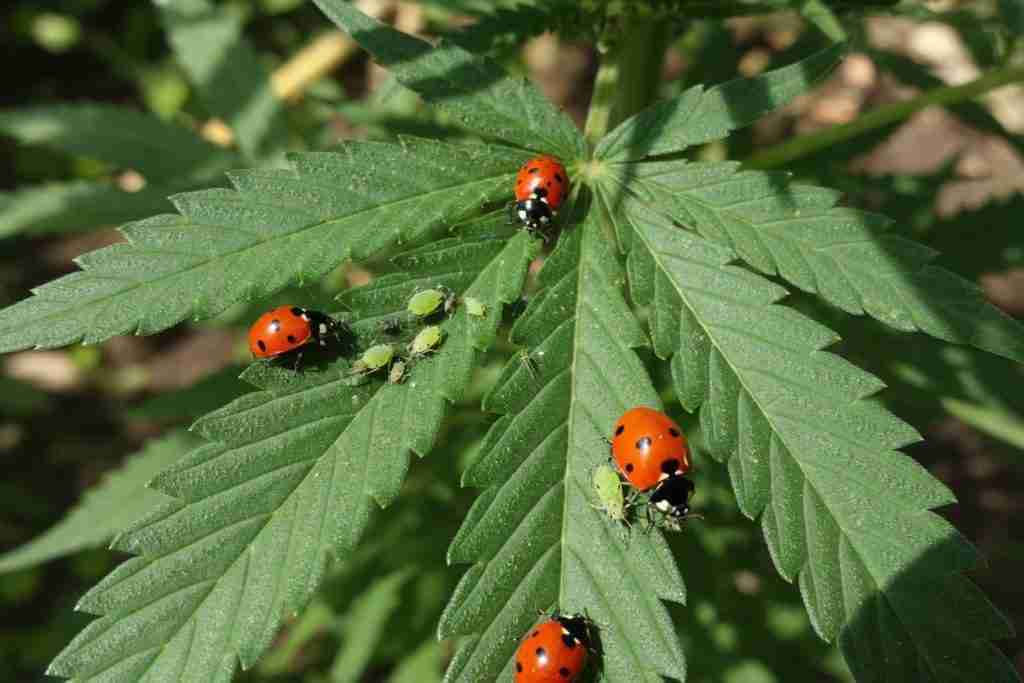 Ladybugs hunting aphids on an outdoor cannabis leaf