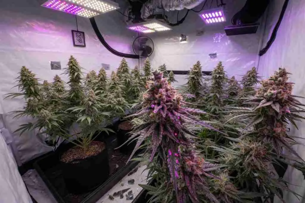 Late-flower indoor cannabis plants with frosty colas under LED lights in a grow tent