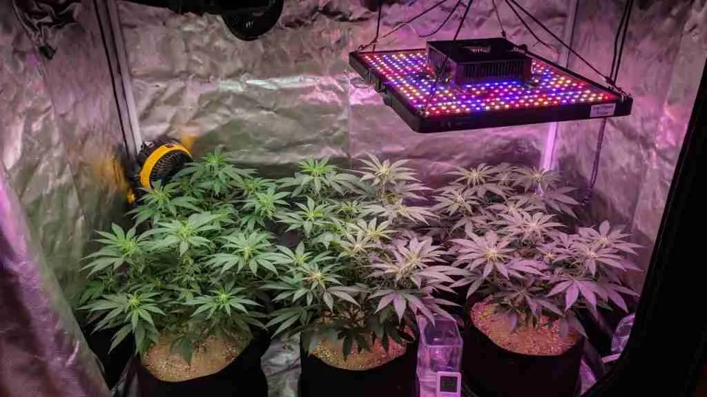 LED grow light hung at the right height over a small even cannabis canopy