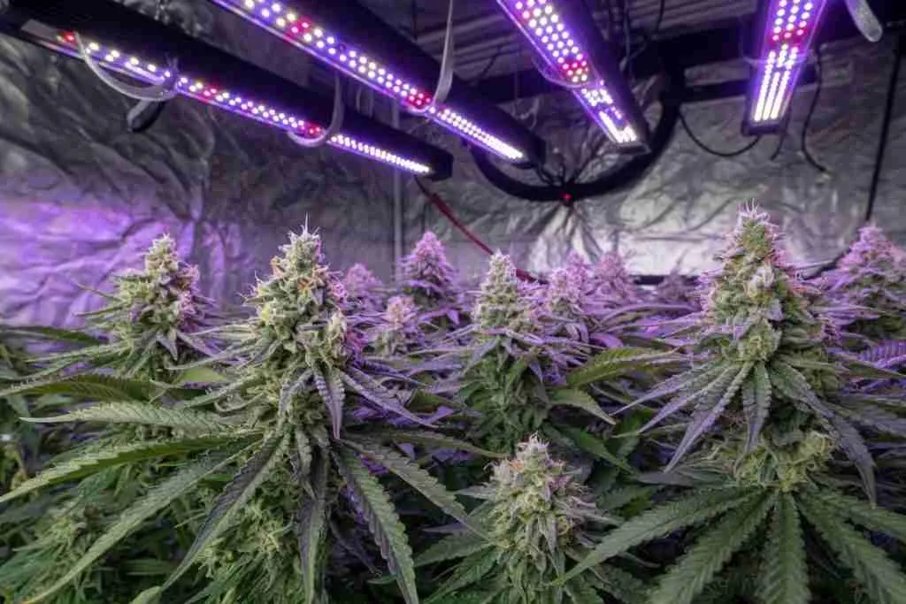 Full-spectrum LED bars over frosty flowering cannabis colas in a grow tent