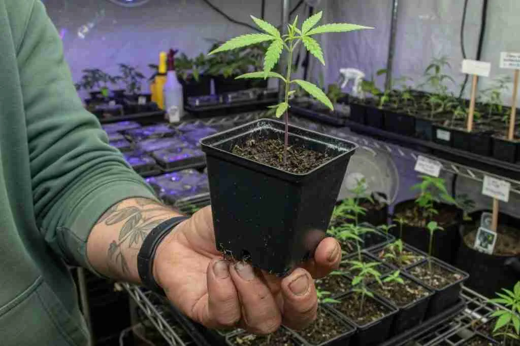 Grower lifting a seedling cup to check if the pot feels light or heavy