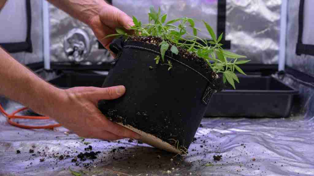 Lifting a fabric pot of cannabis to check if it needs water