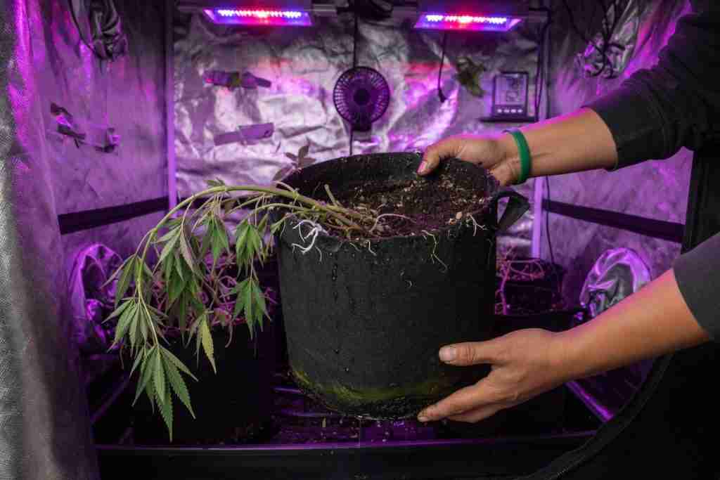 Grower lifting a fabric pot of a drooping cannabis plant to judge how wet the soil is