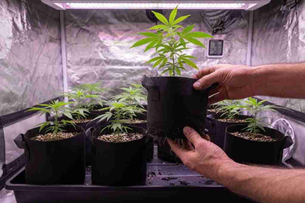 Grower lifting a fabric pot of a young cannabis plant to check if it needs water