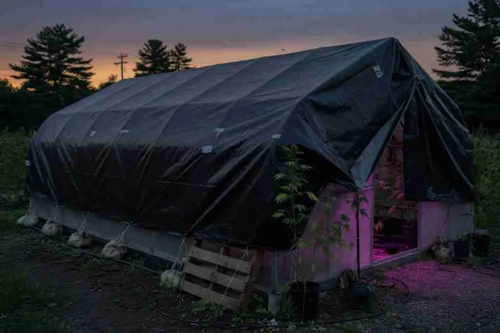 Blackout tarp used for light deprivation on photoperiod cannabis
