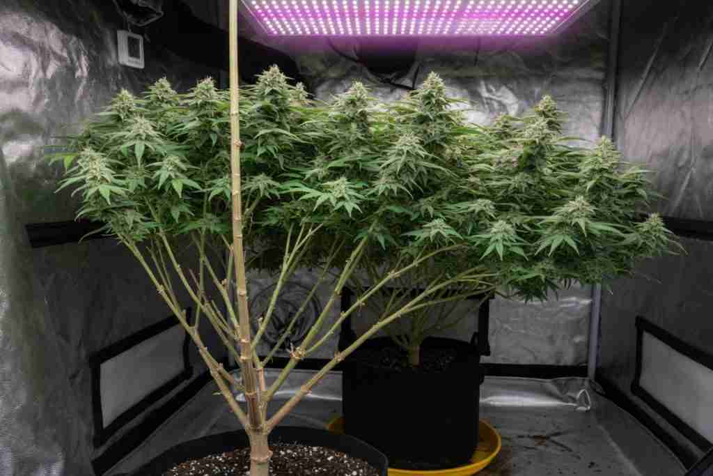 Lollipopped cannabis plant with a bare lower stem and a full flowering canopy on top