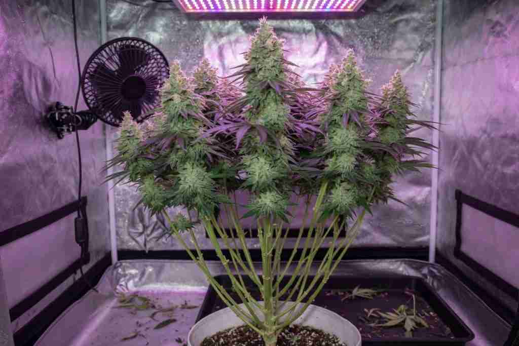 Lollipopped cannabis plant with energy in the top colas