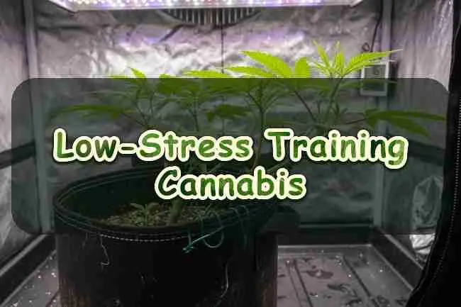 Low-Stress Training Cannabis