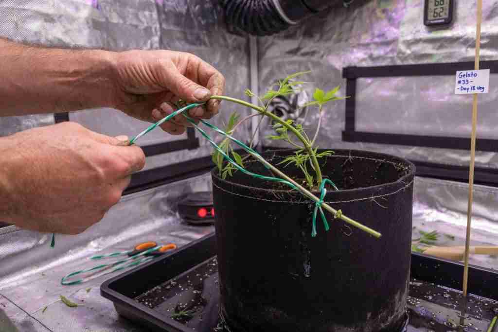 Grower tying down a young cannabis stem with a soft tie for low stress training