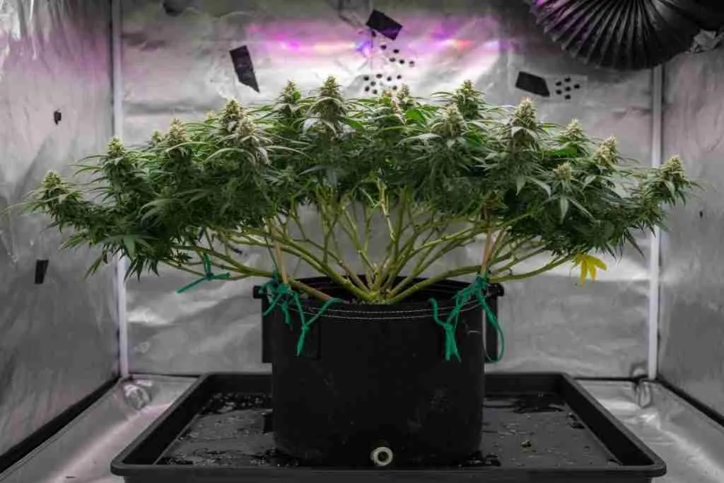 Cannabis plant in a fabric pot with branches tied down for low-stress training