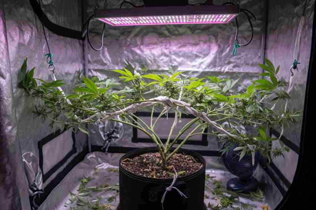 Cannabis plant trained with soft ties in a grow tent after some fan leaves were removed