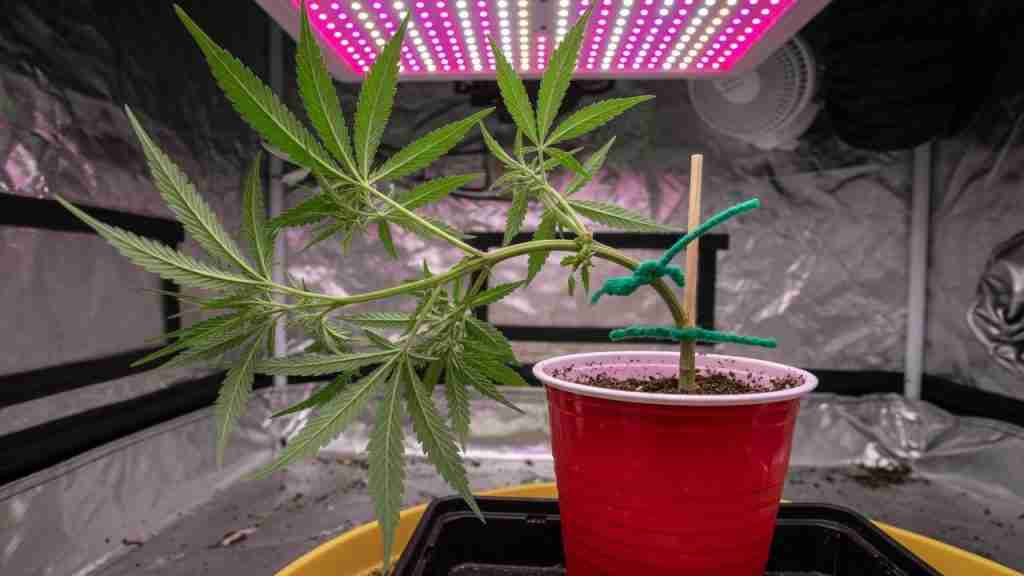 Vegetative cannabis plant in a red party cup with the main stem tied down for LST