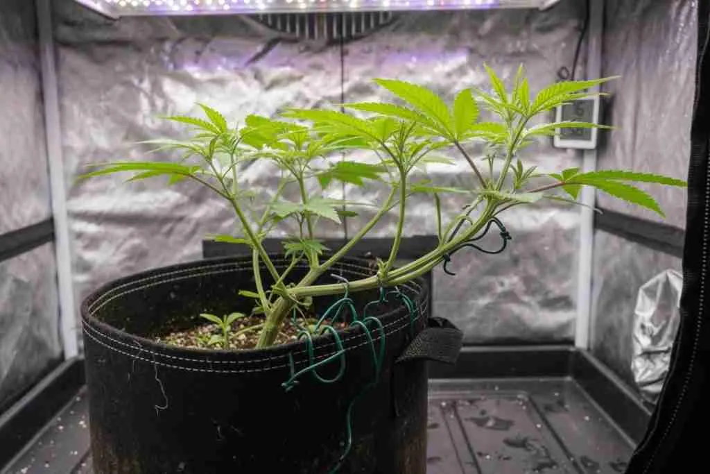 Young vegetative cannabis plant with the main stem bent sideways and tied to a fabric pot rim