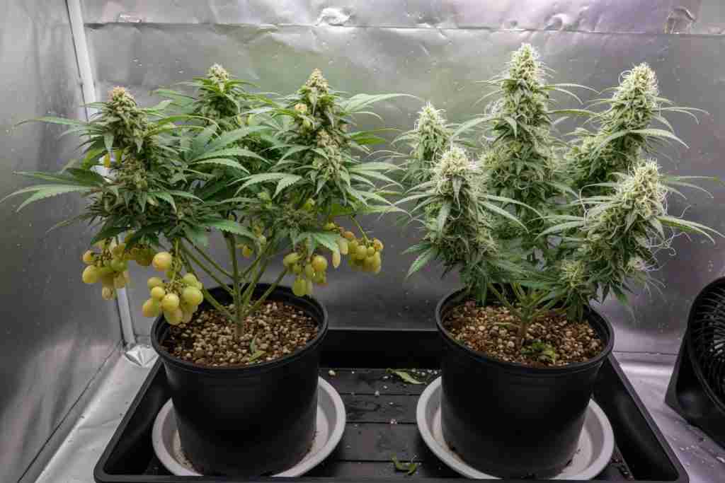 Male cannabis plant with pollen sacs beside a female plant with white pistils
