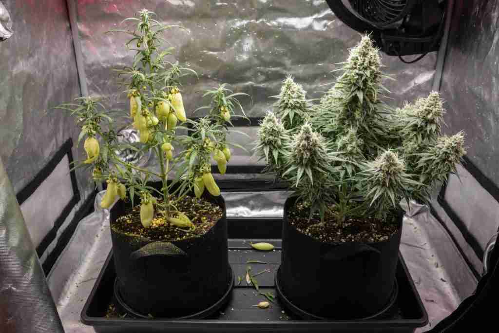 Male cannabis plant with pollen sacs beside a flowering female plant