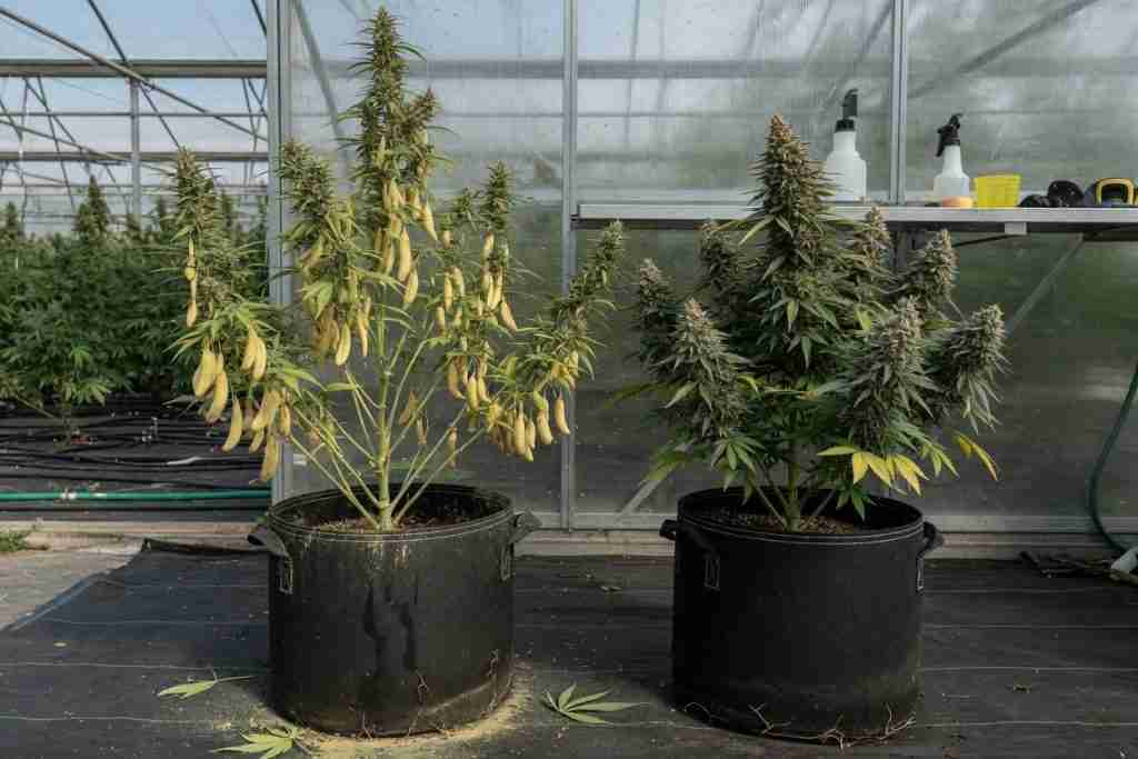Male cannabis plant with pollen sacs beside a flowering female in fabric pots