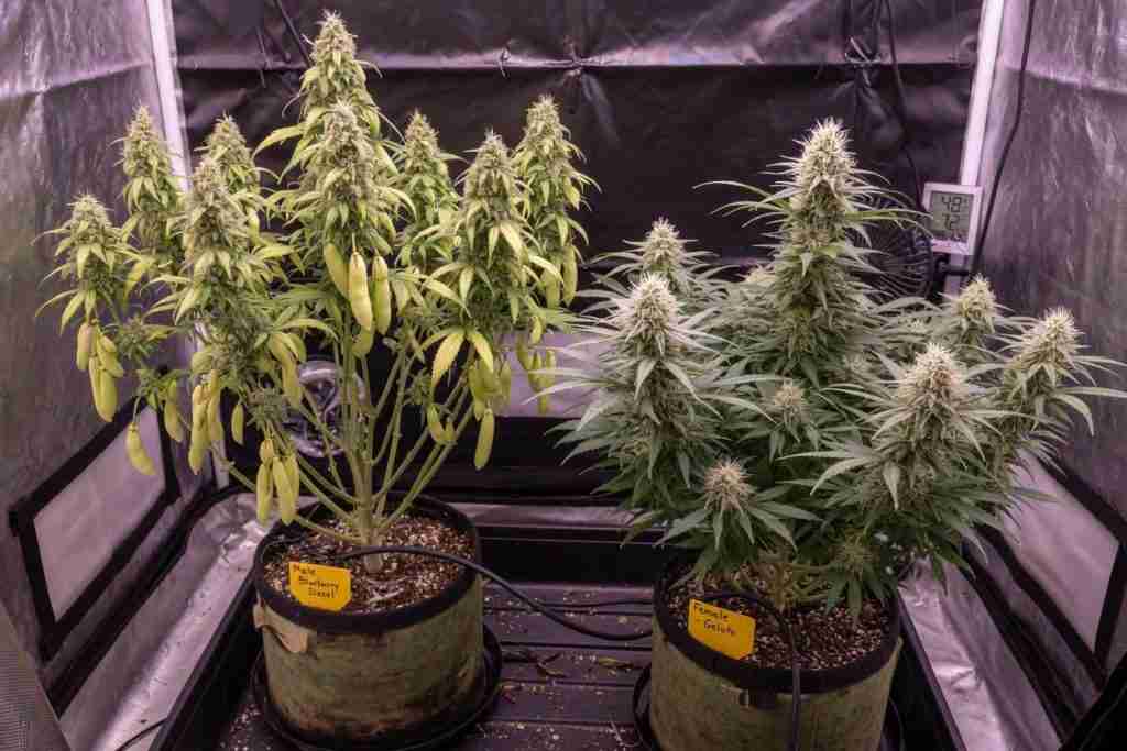 Male cannabis plant with pollen sacs next to a flowering female plant in the same grow tent