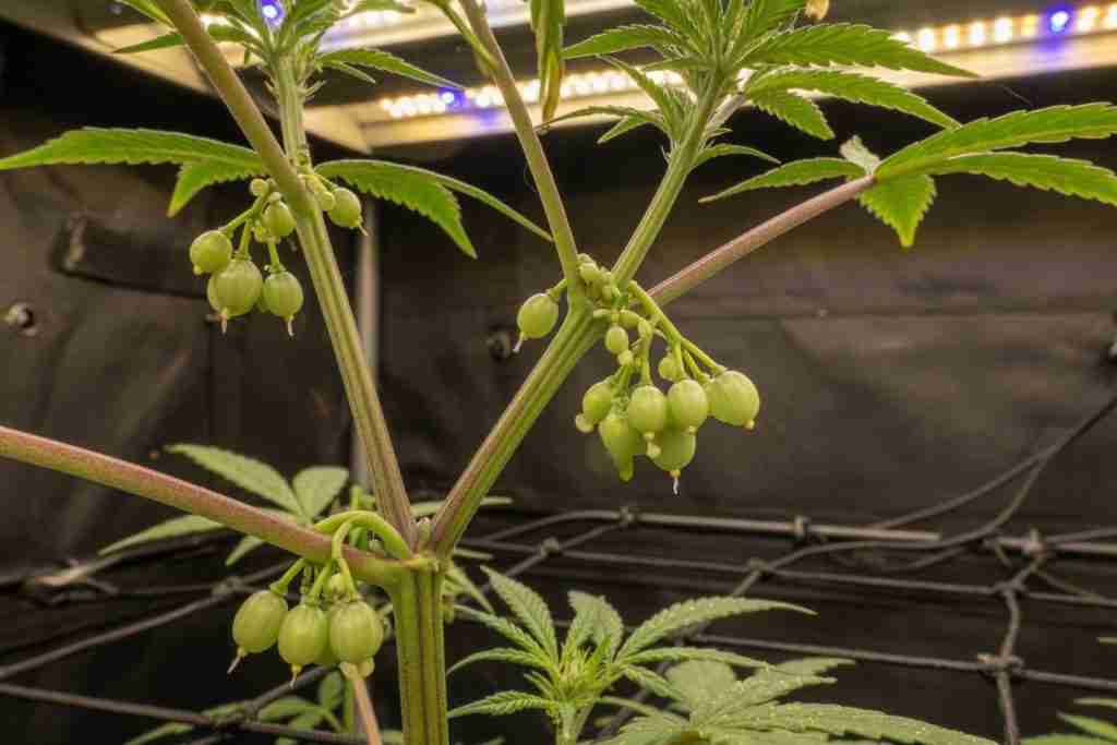 Close-up of pollen sacs on a male cannabis plant