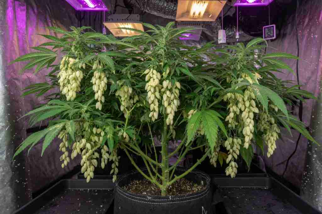 Tall male cannabis plant with hanging clusters of pollen sacs