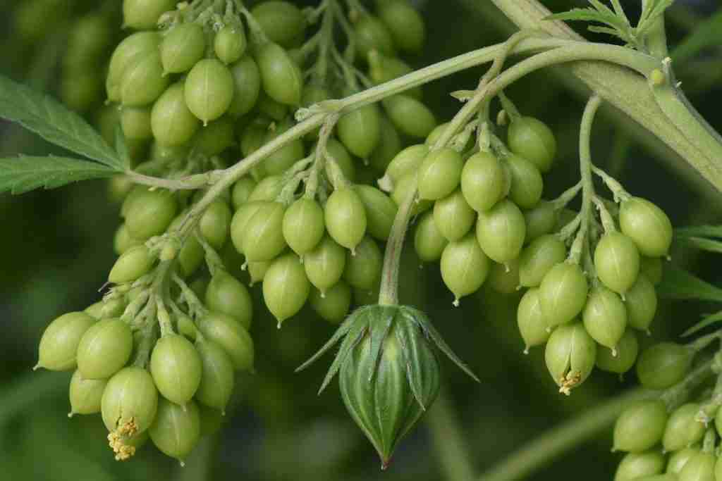 Clusters of male pollen sacs on a cannabis plant