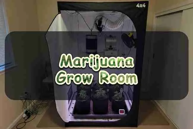 Marijuana Grow Room