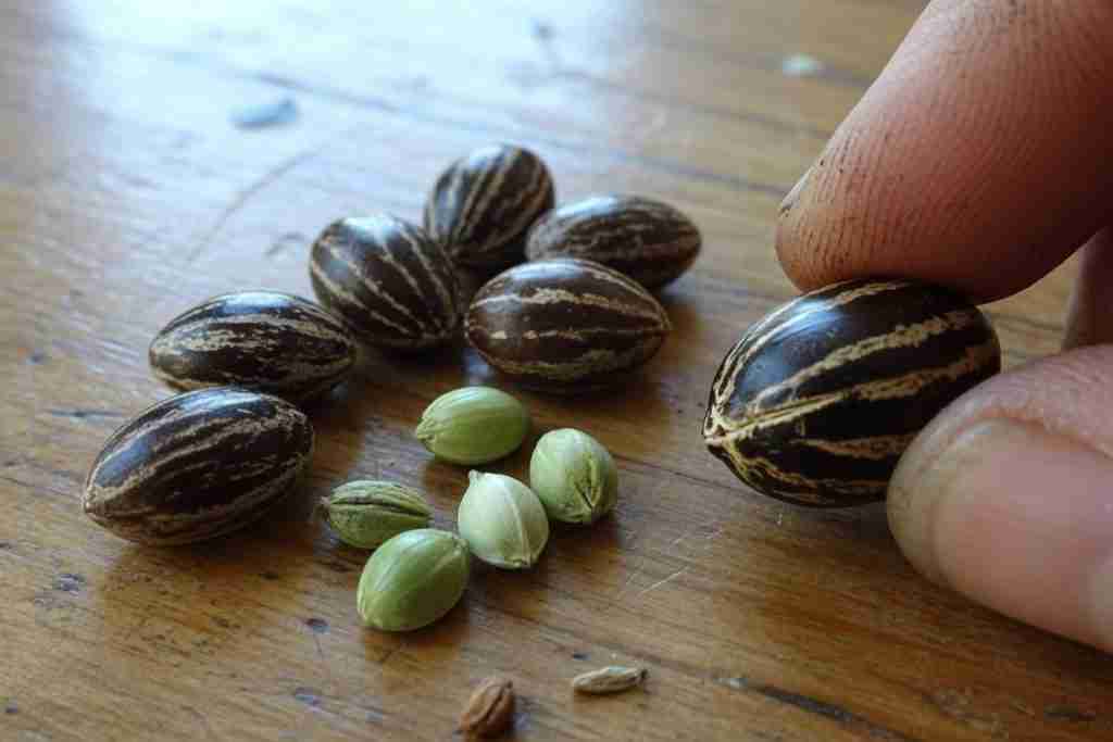 Mature dark striped cannabis seeds beside pale green immature seeds