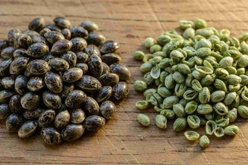 Mature dark cannabis seeds beside pale immature green seeds