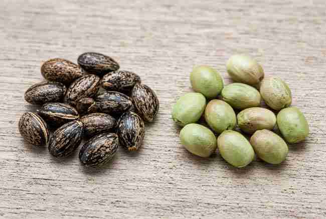Dark hard seeds compared with pale immature seeds