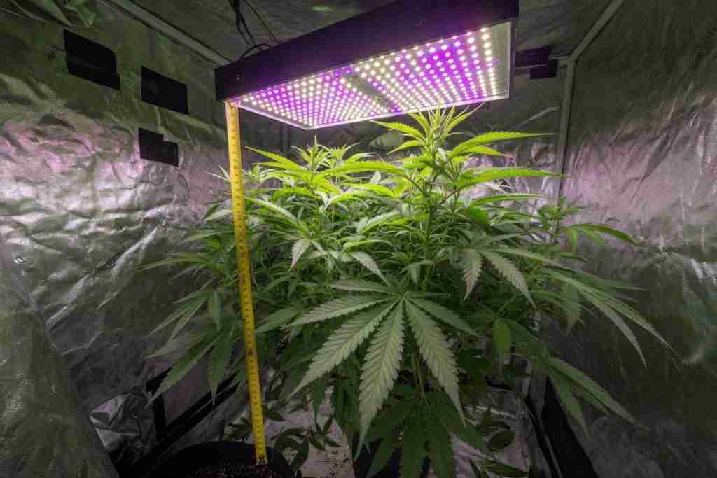 Measuring grow tent height from floor to LED above cannabis plants