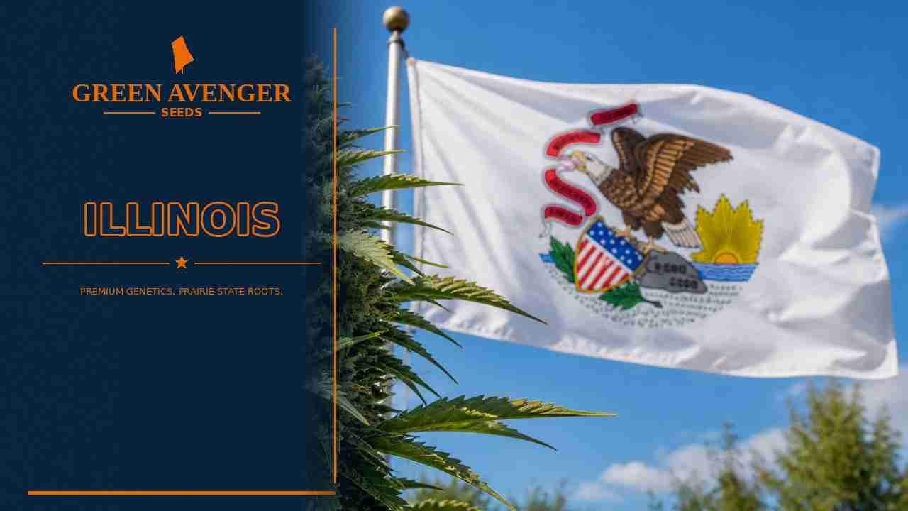 Buy cannabis seeds in Illinois — Green Avenger Seeds