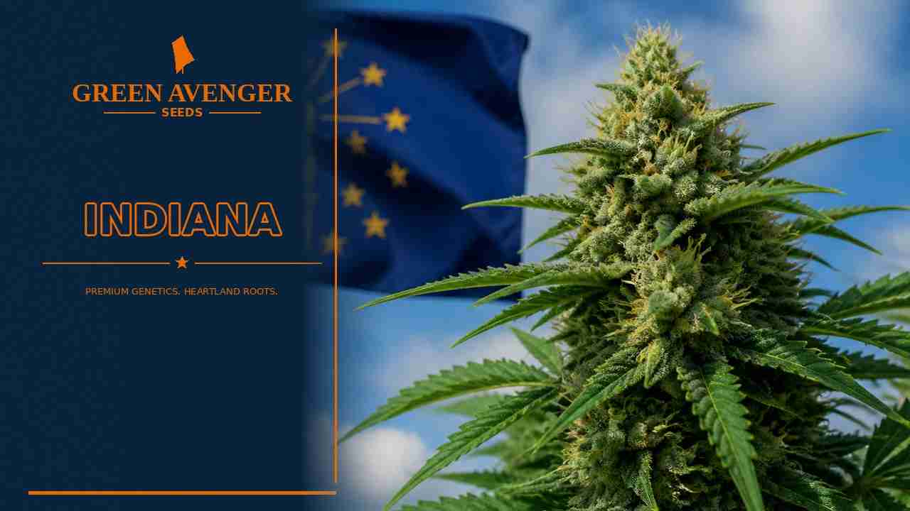 Buy cannabis seeds in Indiana — Green Avenger Seeds