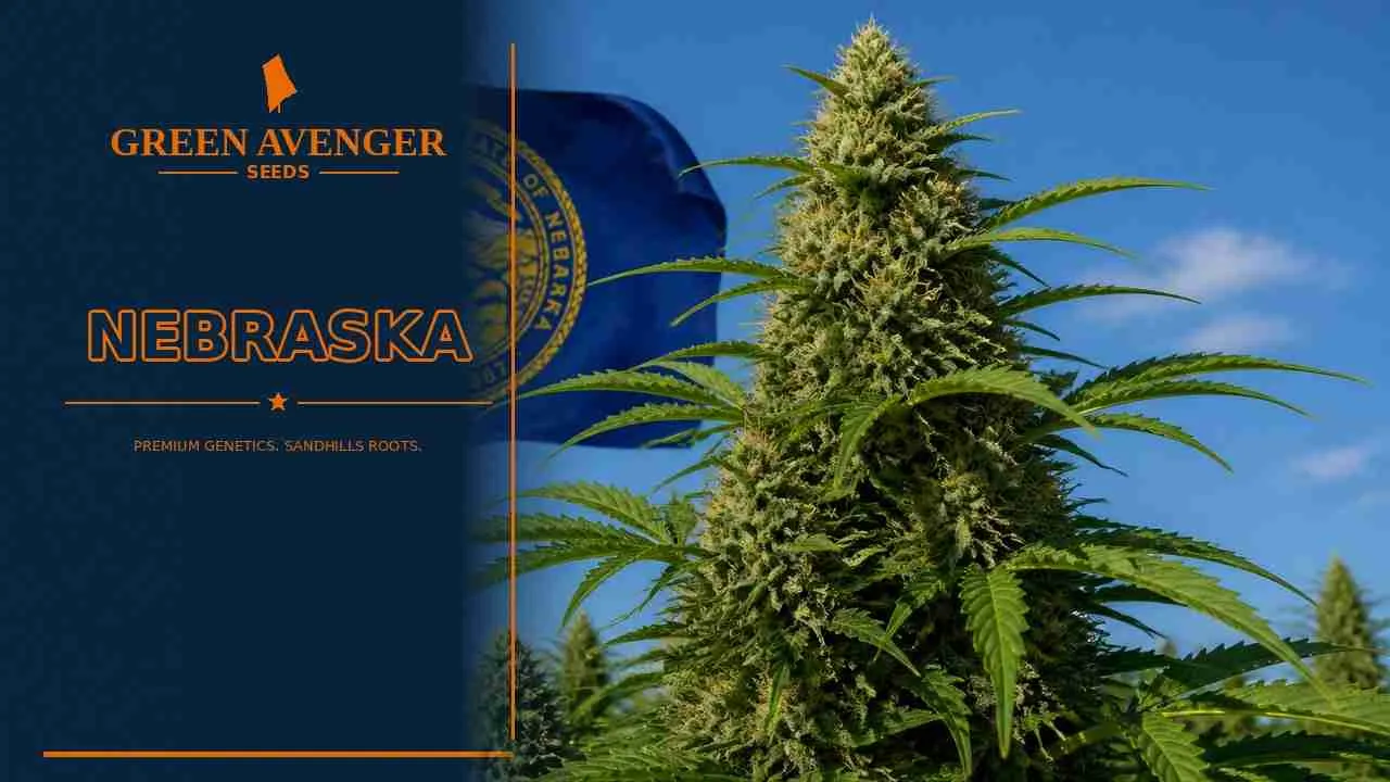 Buy cannabis seeds in Nebraska — Green Avenger Seeds with official Nebraska state flag