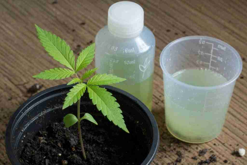 Mild seedling fertilizer next to a young cannabis plant with true leaves