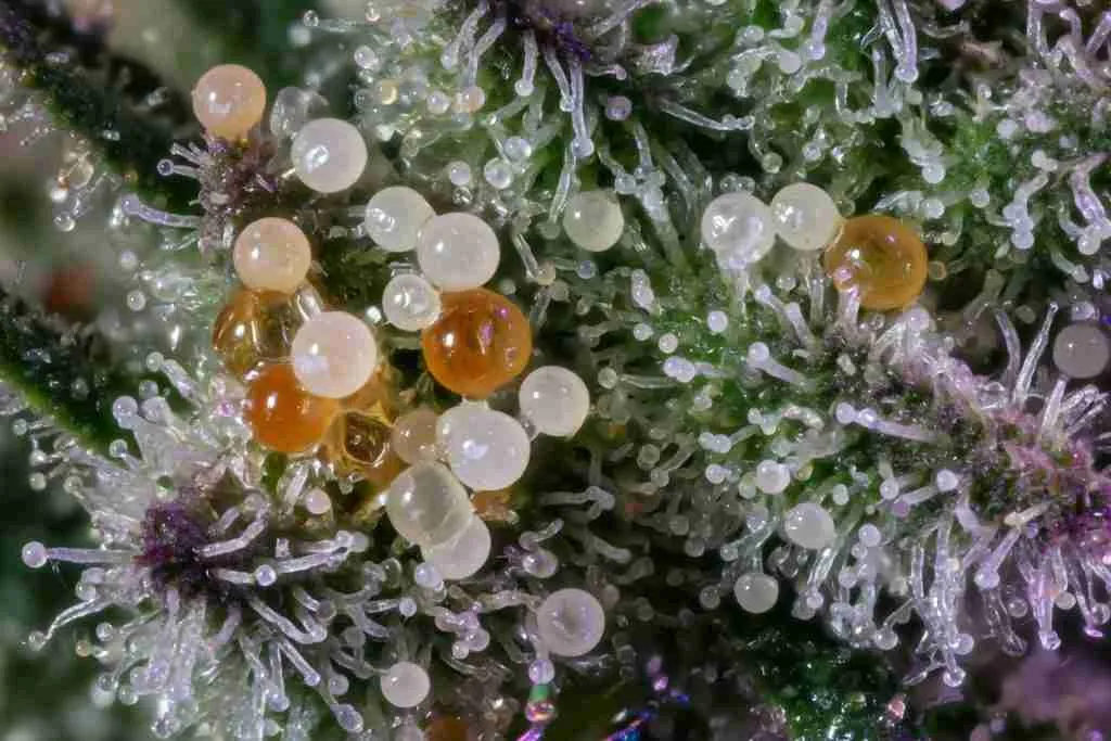 Macro of milky and amber cannabis trichome heads on a ripe cola
