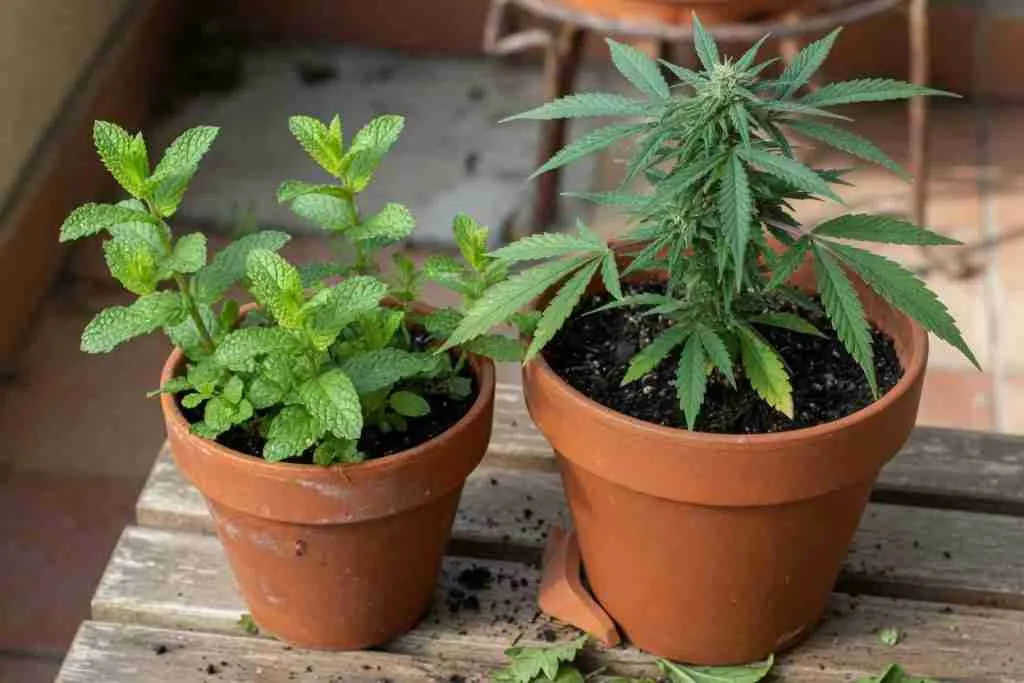 Mint in its own terracotta pot beside a potted cannabis plant