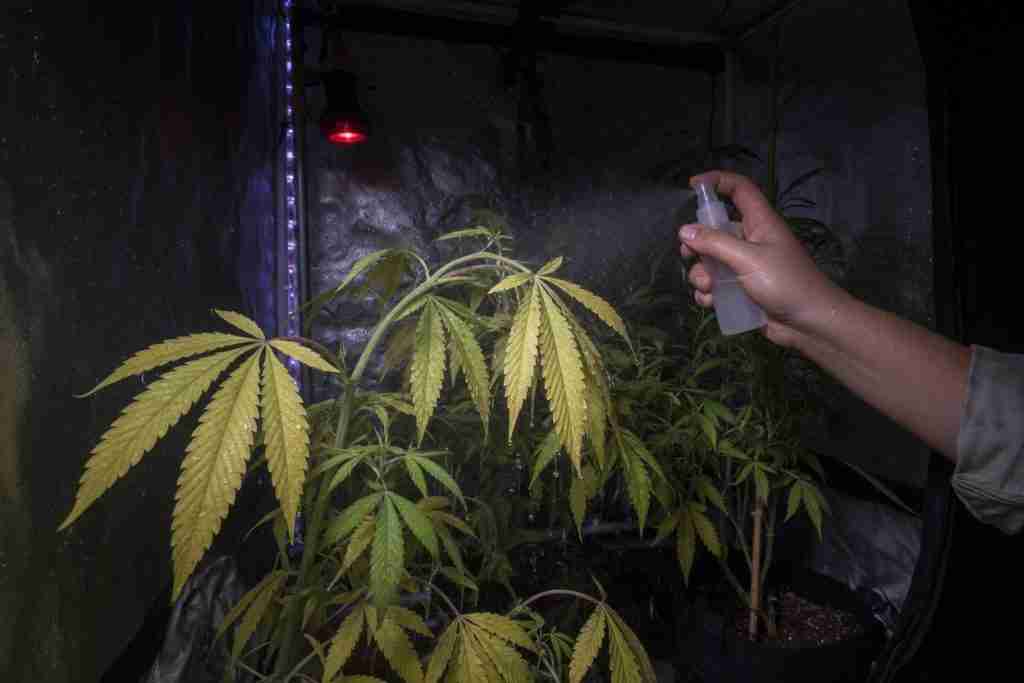 Grower misting the underside of yellowing vegetative cannabis leaves in a dim tent