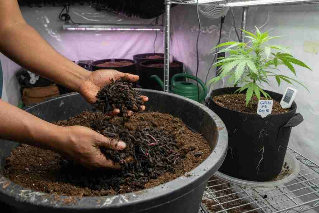 Hands mixing worm castings into soil beside a young cannabis plant in a fabric pot