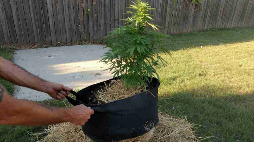 Moving an outdoor cannabis fabric pot into afternoon shade