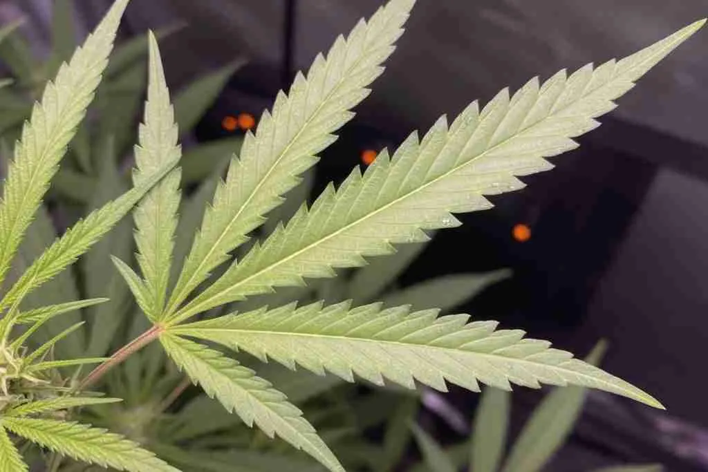 Narrow light-green cannabis fan leaf with long slender leaflets
