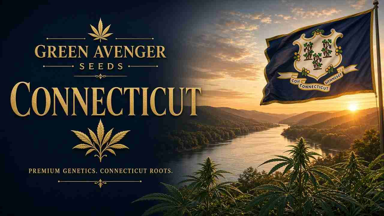 Buy cannabis seeds in Connecticut — Green Avenger Seeds