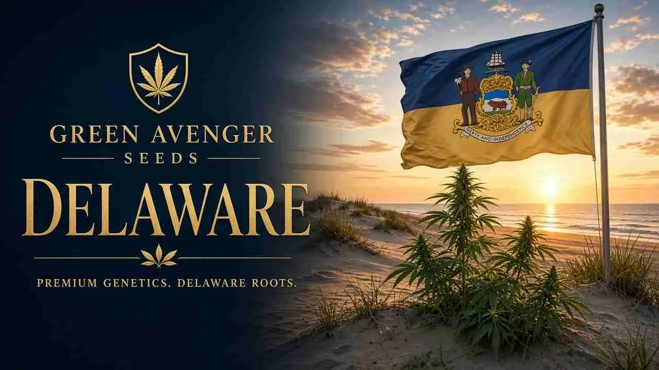 Buy cannabis seeds in Delaware — Green Avenger Seeds with official Delaware state flag