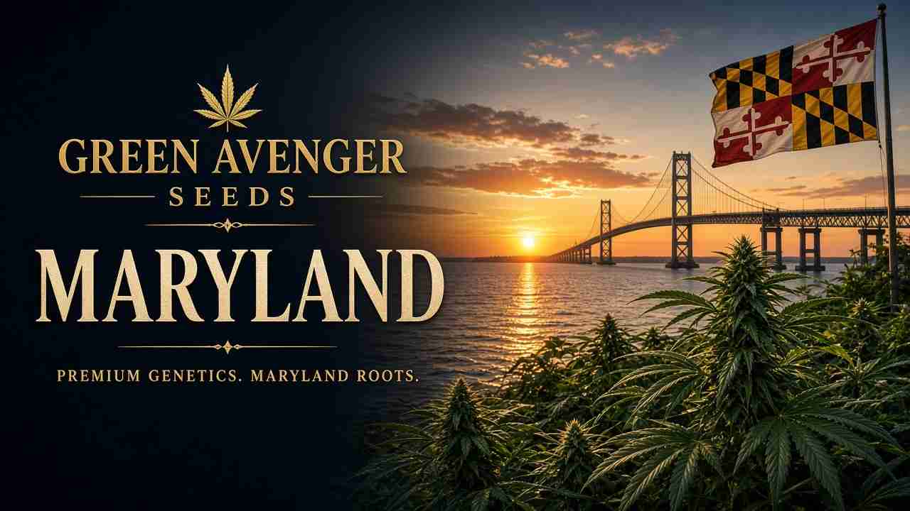 Buy cannabis seeds in Maryland — Green Avenger Seeds with official Maryland state flag