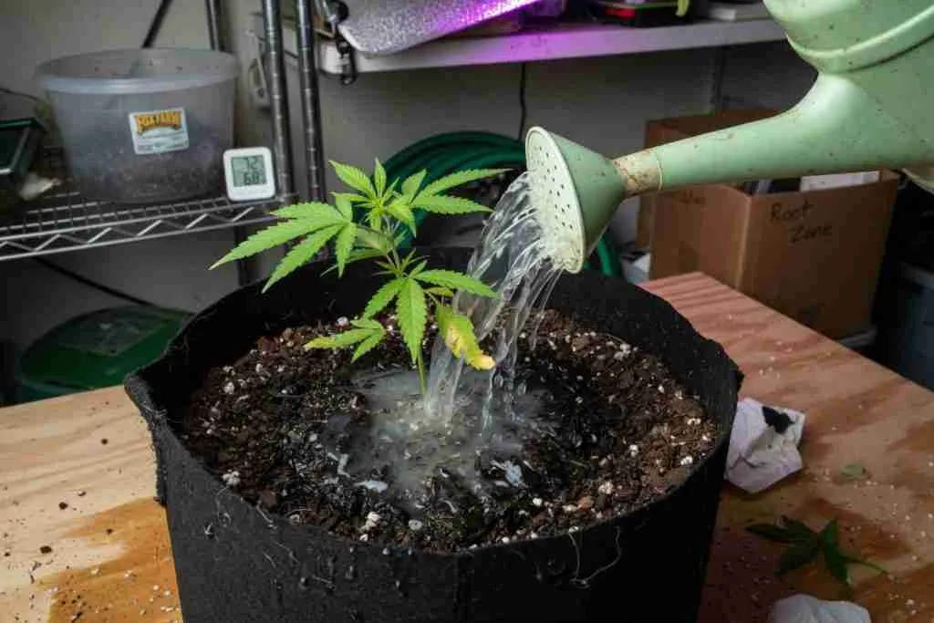 Watering a cannabis pot with a soil drench for beneficial nematodes