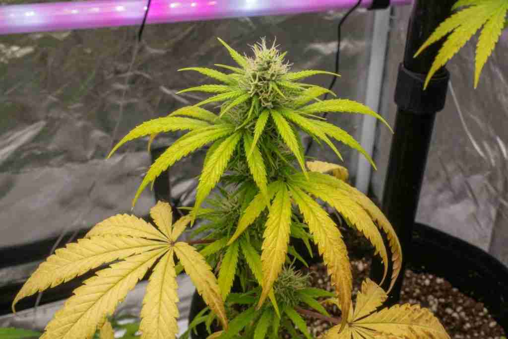 Healthy new green cannabis growth above older yellowed fan leaves