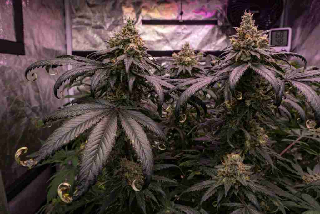 Late-flower cannabis with dark clawed nitrogen-heavy fan leaves around the buds