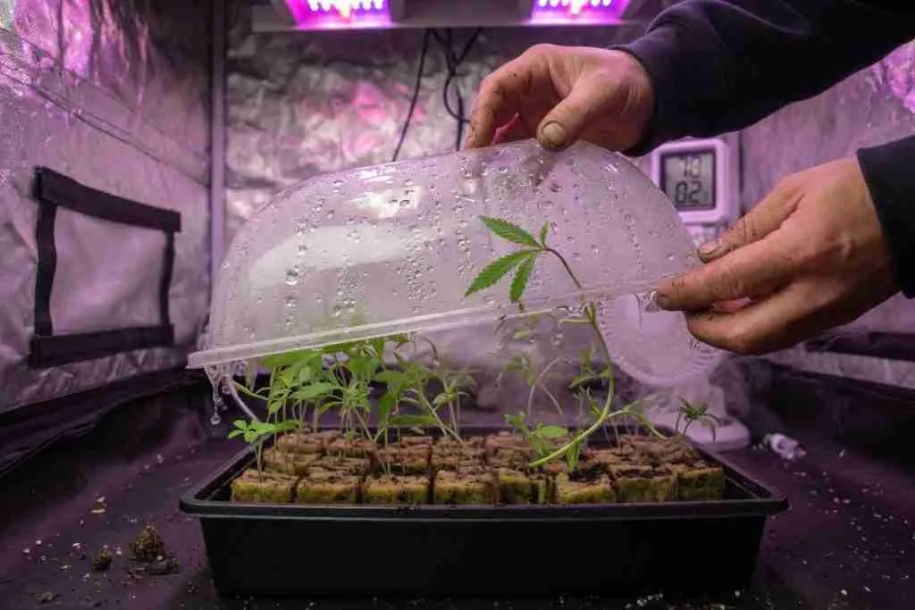 Grower opening a humidity dome over cannabis seedlings that have broken surface
