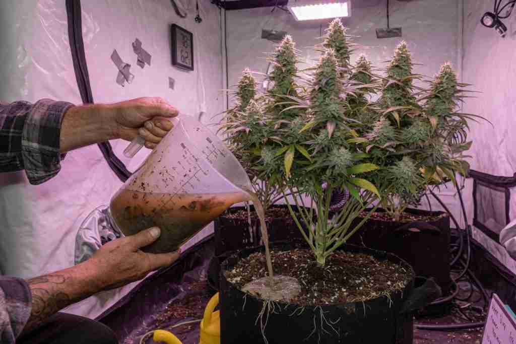 Grower watering organic fertilizer mix into the soil of a flowering cannabis plant