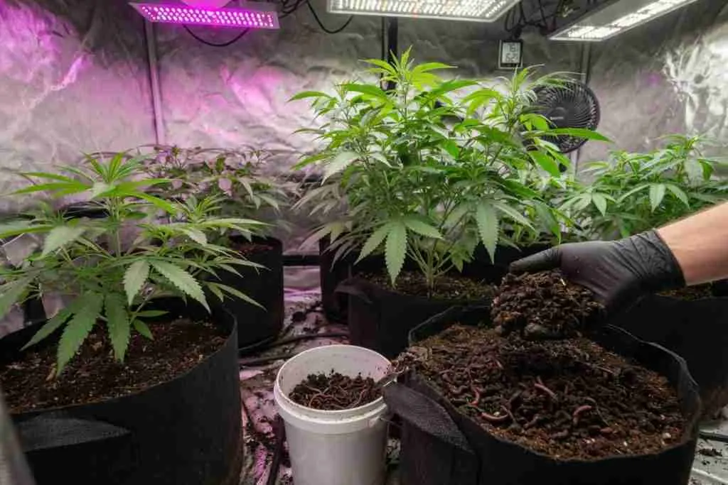 Vegetative cannabis plants in living soil inside a grow tent with worm castings