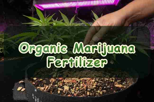 Organic Marijuana Fertilizer
